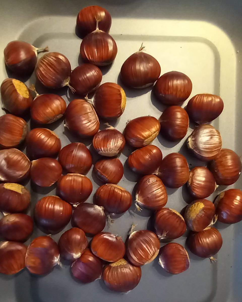 RubotRedford's tweet photo. @Plumb4Jenny The chestnuts we've found this year have been the best ever! https://t.co/6kyMpwj2c1
