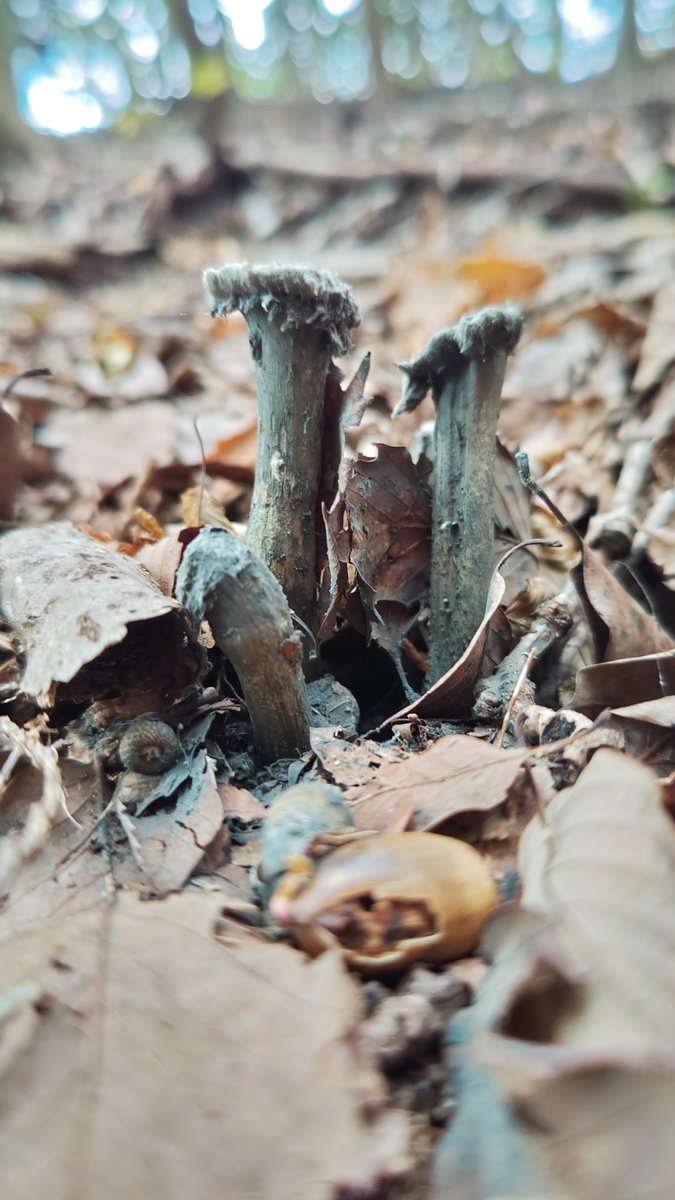 一昨年は10数本の群生が２か所で見られたのだが、昨年はさっぱり見かけなかった。
今年はこのように２〜３本ずつだが、かなりの広範囲で見られた。

#珍菌
#コウボウフデ