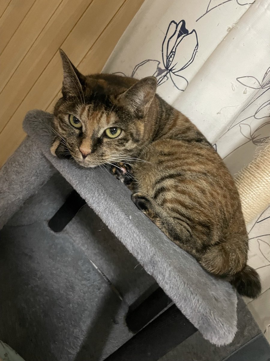 NtnN__K's tweet photo. 【迷子猫を探しています】
北海道千歳市清流で10/1から猫ちゃんが迷子になっています。飼い主が必死に探しておりますが、Twitterをやっていないため代わりに記載させていただいてます。情報があれば私に連絡お願い致します。名前はろくです。尻尾が特徴です。
#迷子猫 #北海道　#千歳市　#拡散希望 https://t.co/gW5DrvMlPL