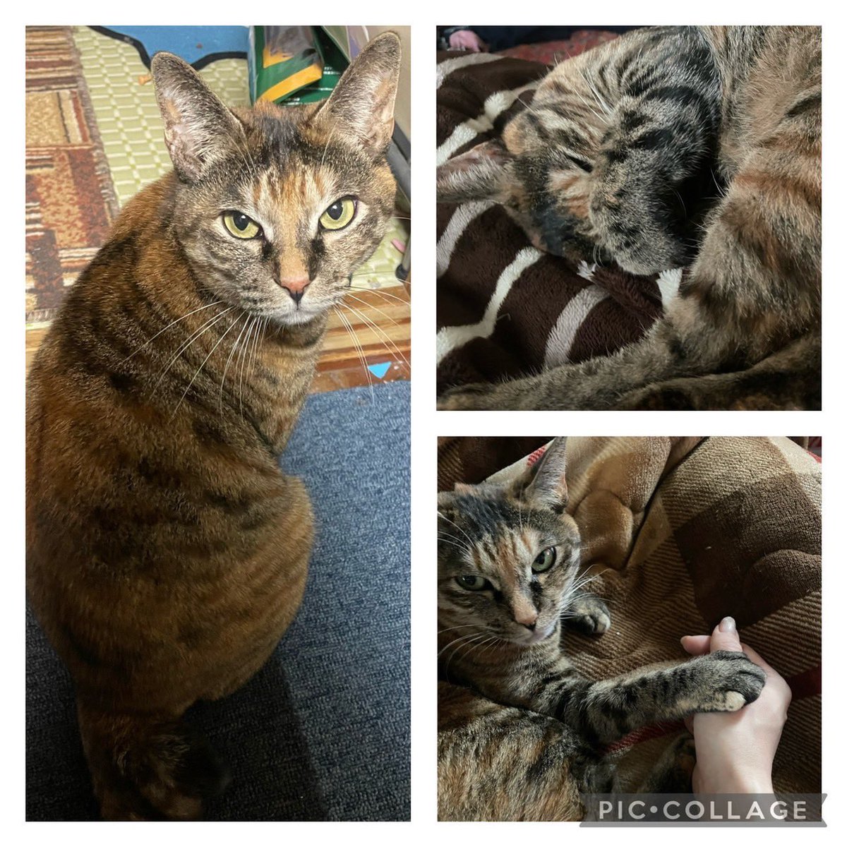 NtnN__K's tweet photo. 【迷子猫を探しています】
北海道千歳市清流で10/1から猫ちゃんが迷子になっています。飼い主が必死に探しておりますが、Twitterをやっていないため代わりに記載させていただいてます。情報があれば私に連絡お願い致します。名前はろくです。尻尾が特徴です。
#迷子猫 #北海道　#千歳市　#拡散希望 https://t.co/gW5DrvMlPL