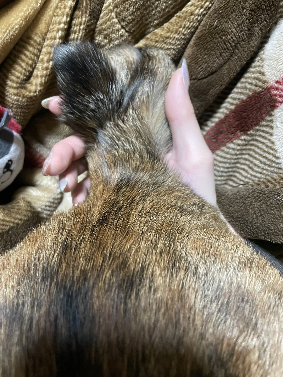 NtnN__K's tweet photo. 【迷子猫を探しています】
北海道千歳市清流で10/1から猫ちゃんが迷子になっています。飼い主が必死に探しておりますが、Twitterをやっていないため代わりに記載させていただいてます。情報があれば私に連絡お願い致します。名前はろくです。尻尾が特徴です。
#迷子猫 #北海道　#千歳市　#拡散希望 https://t.co/gW5DrvMlPL