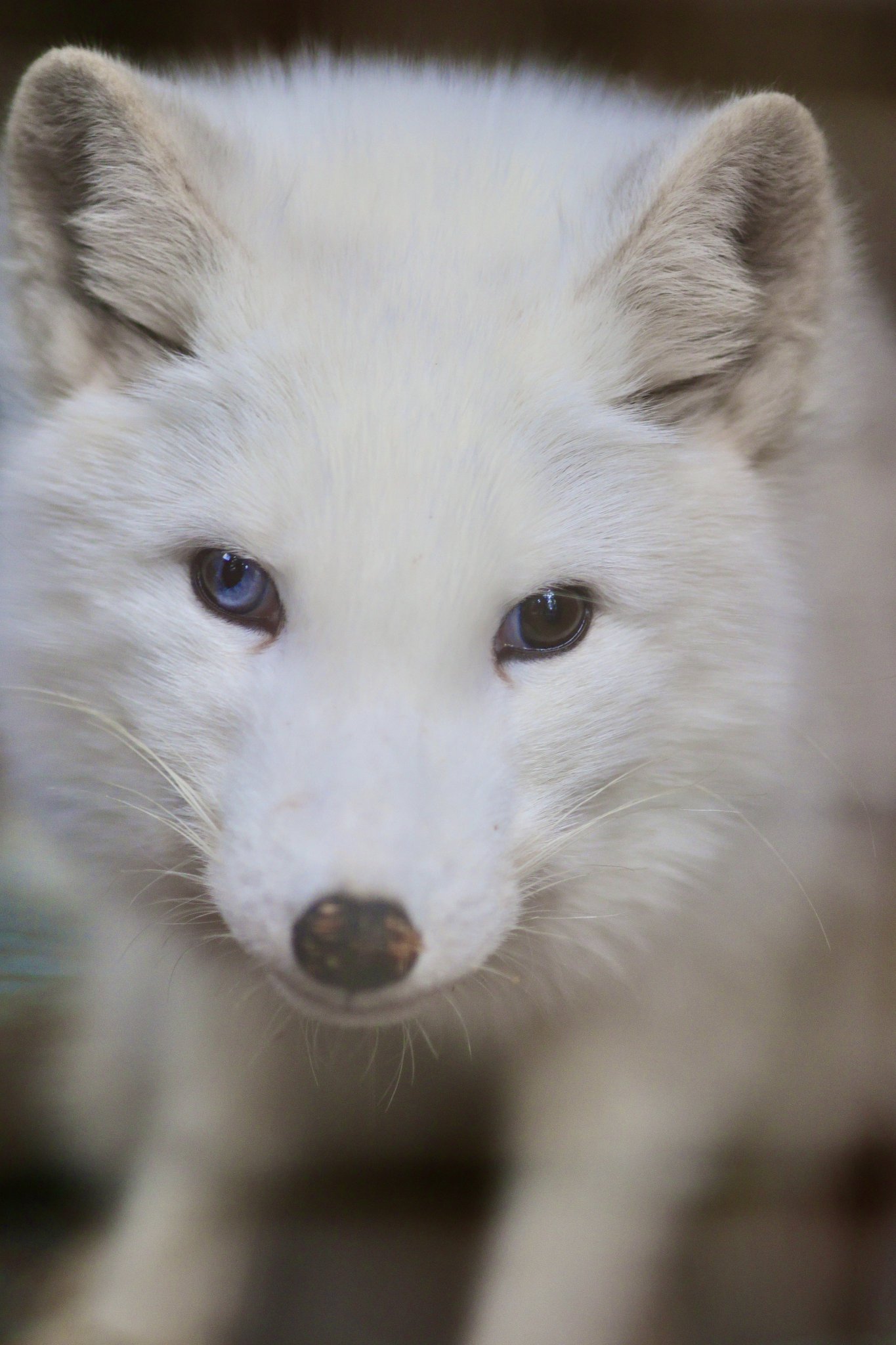 狐仙人乃弟子 トコノ オルタ on Twitter 