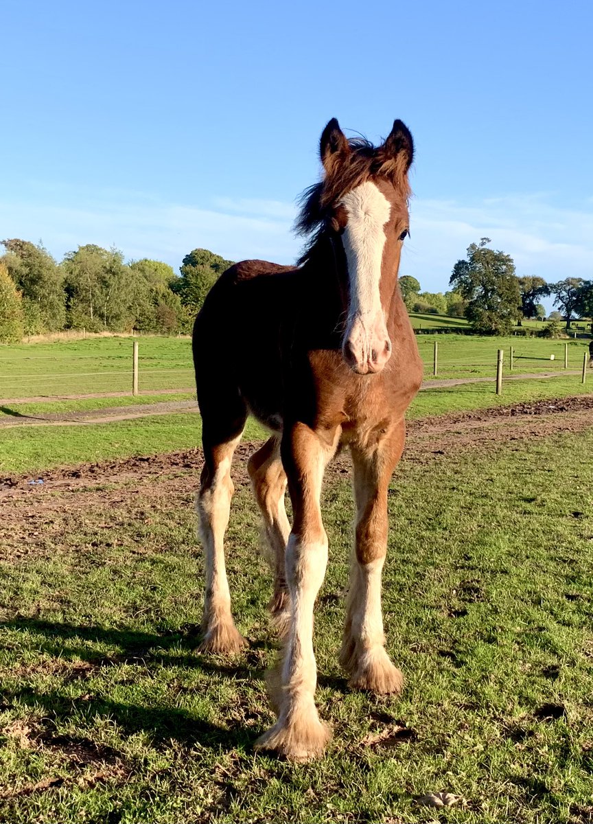 CotebrookShires's tweet photo. The beautiful Platinum King ❤️❤️❤️ #shires #horses #foals #FOALWATCH2022 #cheshire https://t.co/xwsTbC1Ihx