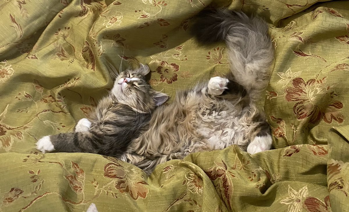 babasiberian's tweet photo. #CatsofTwittter #kitty hello twister friends 🐾🐾 https://t.co/AF7qxacI7O