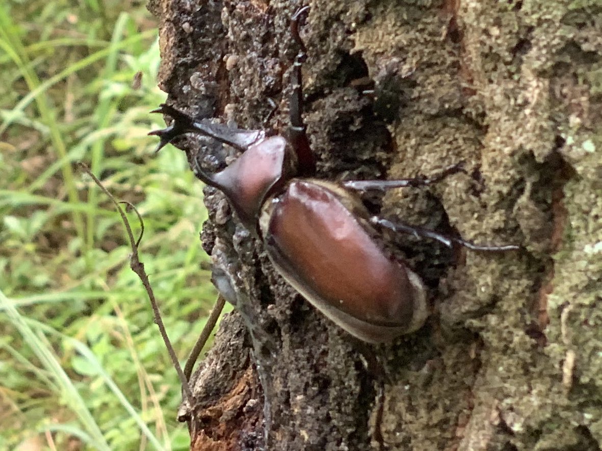 kpapa_a's tweet photo. 11月になりました😊うちのカブトムシはまだまだ元気😁我ながらびっくり。ダイソーのゼリーがいいみたい！長崎の山で見つけて我が家に来たのは7月頃。ずっと元気でいてね！#カブトムシ https://t.co/RFnbNp7Cqy