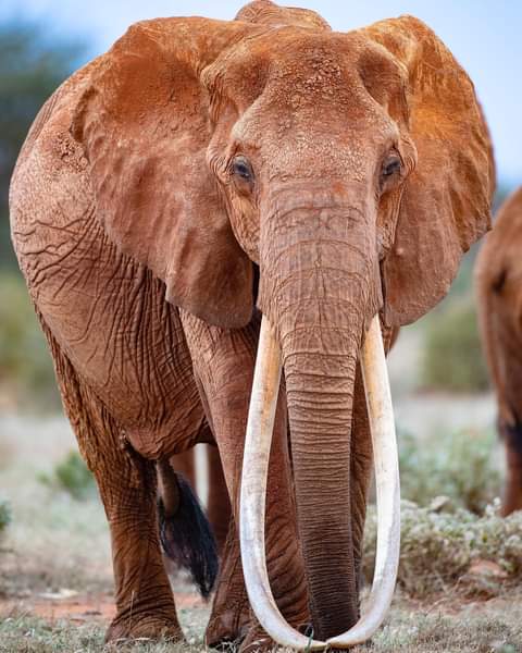 WildfriendsUG's tweet photo. The Queen of Tsavo has fallen 👑

Dida was quite possibly Africa’s largest female tusker. The #Tsavo &amp; @kwskenya teams found her carcass on an aerial patrol over the past few days. It’s a very powerful &amp; confronting image but it’s an image and a life that should be celebrated. https://t.co/lgKpsJ8pC1