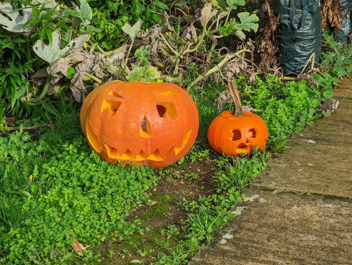 Great to see some excellent pumpkin carving in our Neighbourhood!