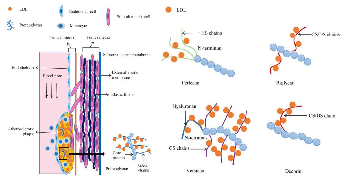 medntdj's tweet photo. Interaction of arterial proteoglycans with low density lipoproteins (LDLs): From theory to promising therapeutic approaches
https://t.co/ye1lPRansb
#MedTwitter #scicomm #MedEd #AcademicTwitter
#LDLs https://t.co/vK7Exek3p0