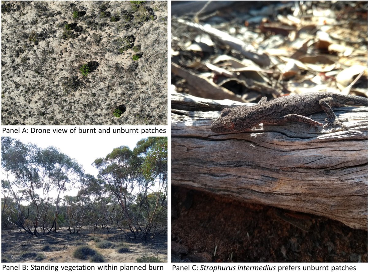 How can planned burns minimise impacts on ground-dwelling fauna? A new #OpenAccess paper by @KateLSenior @kgiljo @mickresearch and @luketkelly from @SciMelb shows that retaining unburnt patches provides habitat for more #reptiles post-fire 🔥 Read more 👉 bit.ly/3TQkGdw