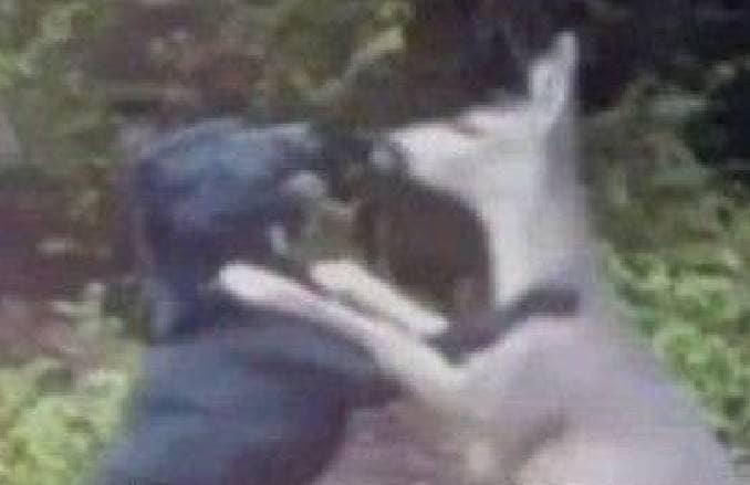 ผมเดินเล่นตอนคาบดูแลสัตว์วิเศษ พอเหลือบตาไปมองก็เจอหมาป่ากำลังตีกับกวาง เราต้องช่วยหมาป่าหรือกวางครับ #เปิดเทอมใหม่ฮอกวอตส์ #วันนี้เด็กฮัฟเฟิลพัฟทําอะไร