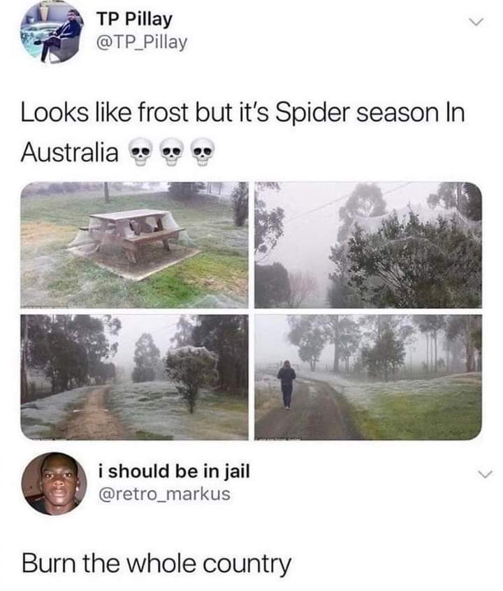 Spider season in Australia - 9GAG