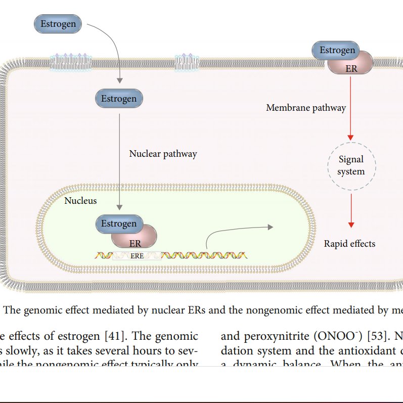 doctorneyro's tweet photo. In #cardiovascularsystem, #oxidativestress is considered important in #pathogenesis of #atherosclerosis, #myocardialdysfunction, #cardiachypertrophy, #heartfailure.
#Estrogen plays a #regulatory role in #CVS through #ER strategies for #treat #menopausal
https://t.co/Yh1NZuHyoE https://t.co/24s0NC1uOZ