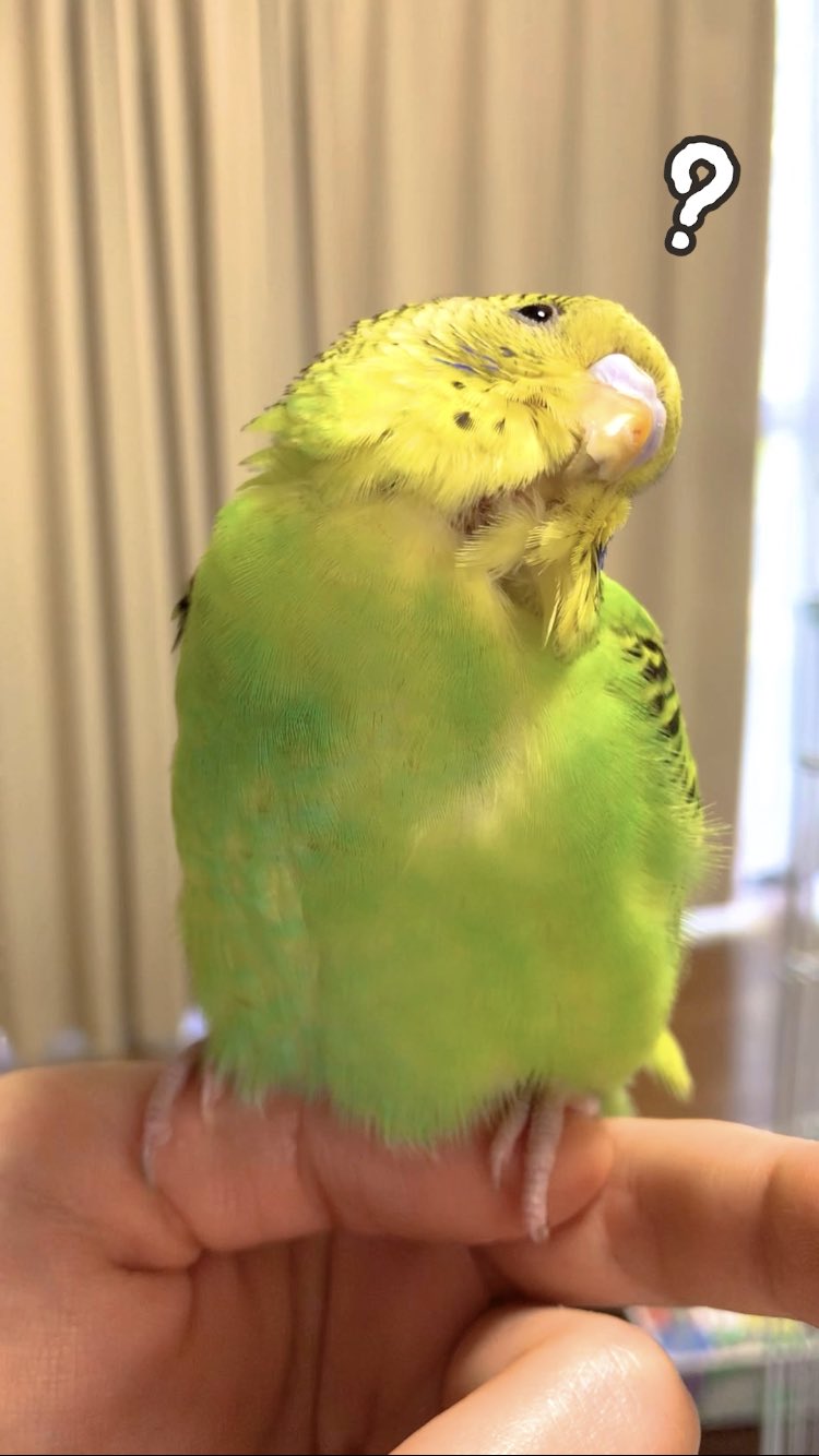 くろきち Kurokichi Bird Twitter