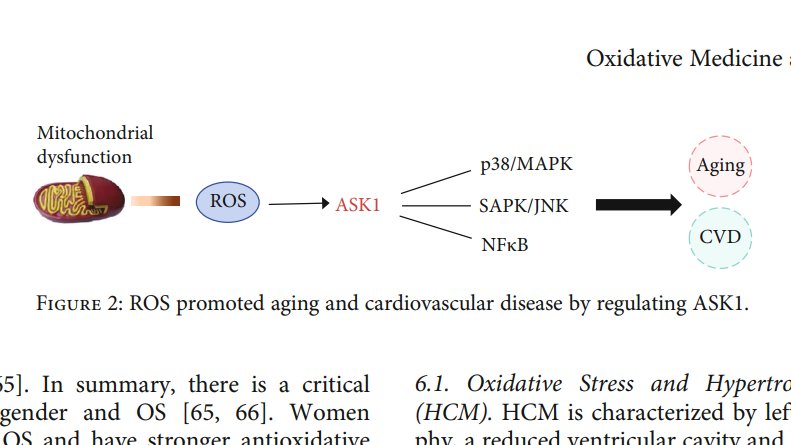 doctorneyro's tweet photo. In #cardiovascularsystem, #oxidativestress is considered important in #pathogenesis of #atherosclerosis, #myocardialdysfunction, #cardiachypertrophy, #heartfailure.
#Estrogen plays a #regulatory role in #CVS through #ER strategies for #treat #menopausal
https://t.co/Yh1NZuHyoE https://t.co/24s0NC1uOZ