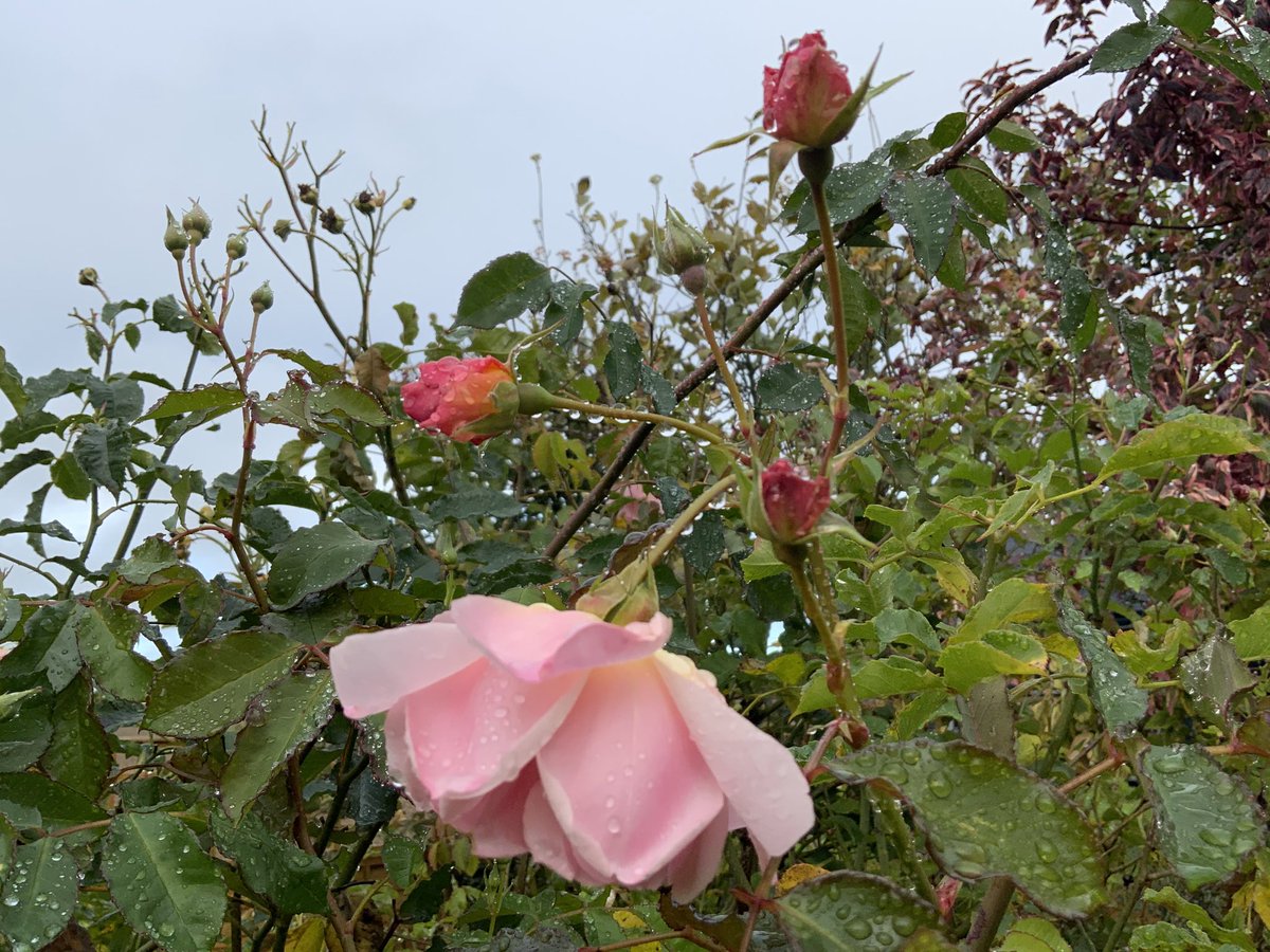 Stormy weather! Quite ferocious here on the south coast. Here’s Felicia hybrid musk #rose just hanging on! Hope everyone’s homes and gardens are not too battered. Take care #StaySafe #GardeningTwitter #StormClaudio @loujnicholls @kgimson