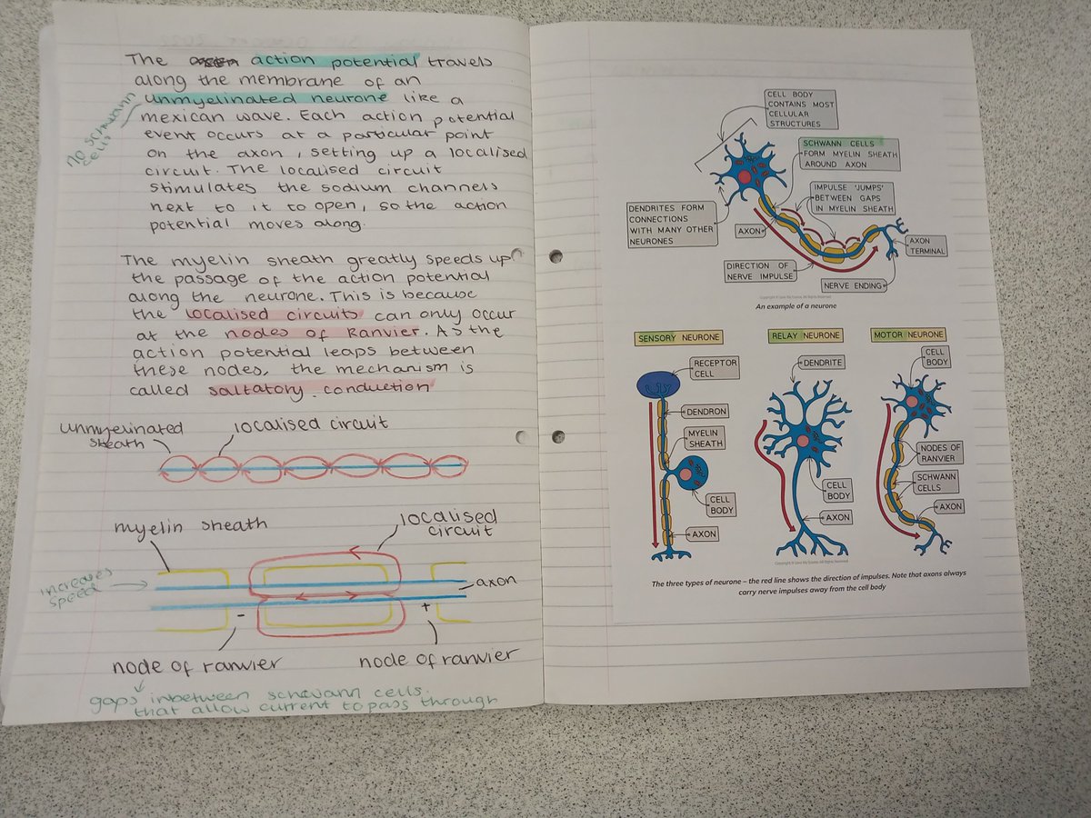 science_utc's tweet photo. Our A level Biologists getting their heads around synapses....." Whoever said Biology was the easy science needs to get a look at this!" https://t.co/PRWzUaLfn4
