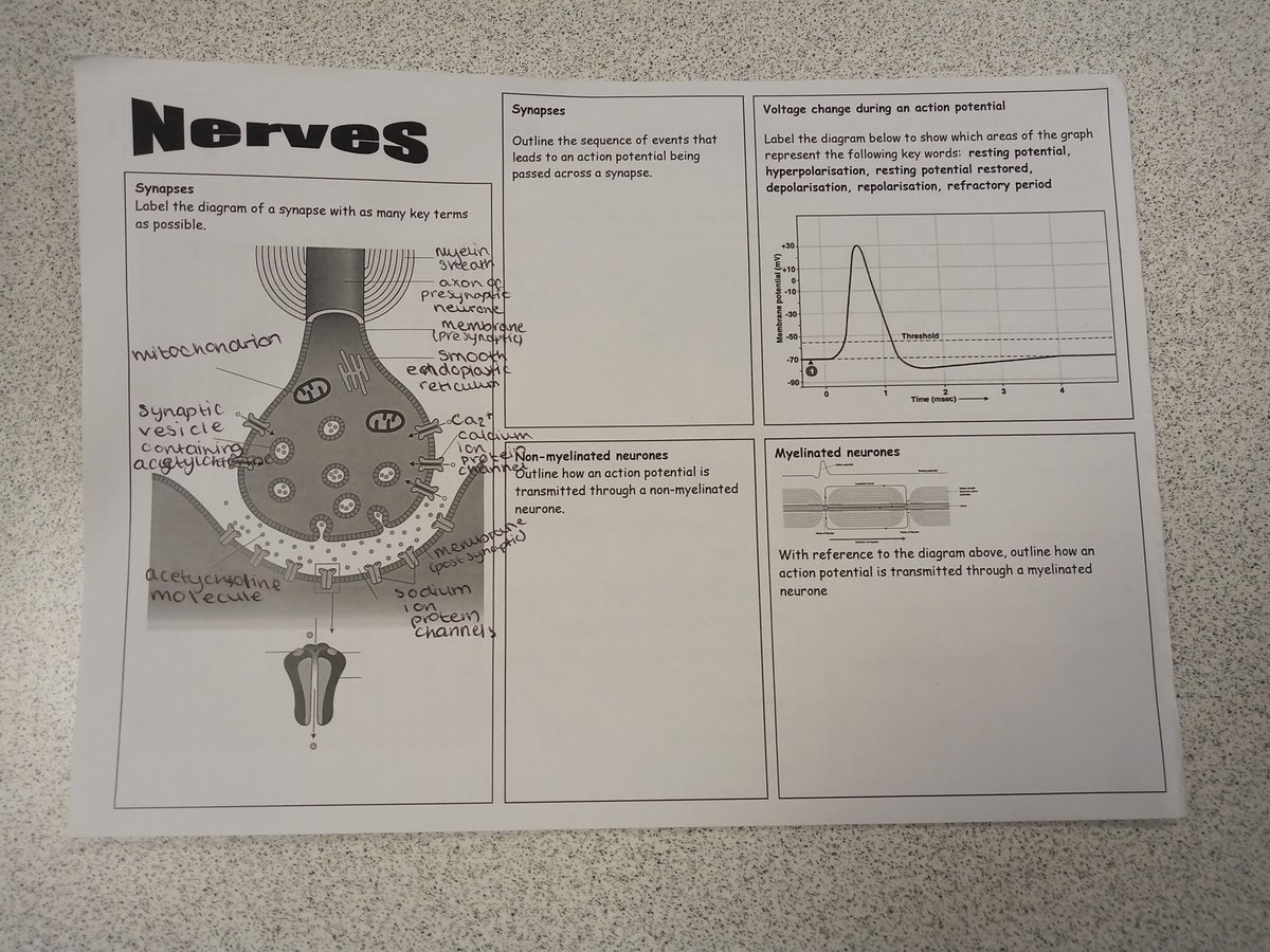science_utc's tweet photo. Our A level Biologists getting their heads around synapses....." Whoever said Biology was the easy science needs to get a look at this!" https://t.co/PRWzUaLfn4