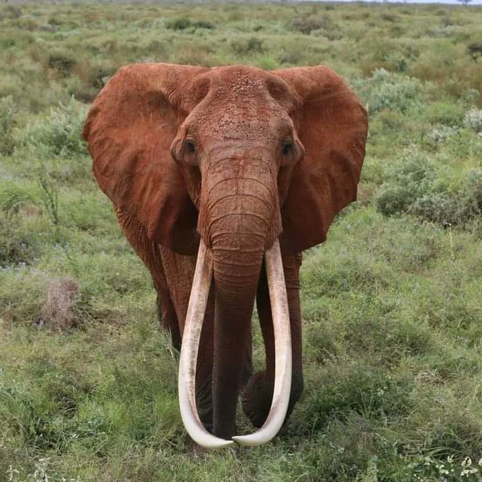 Kenya Wildlife Service tweet media