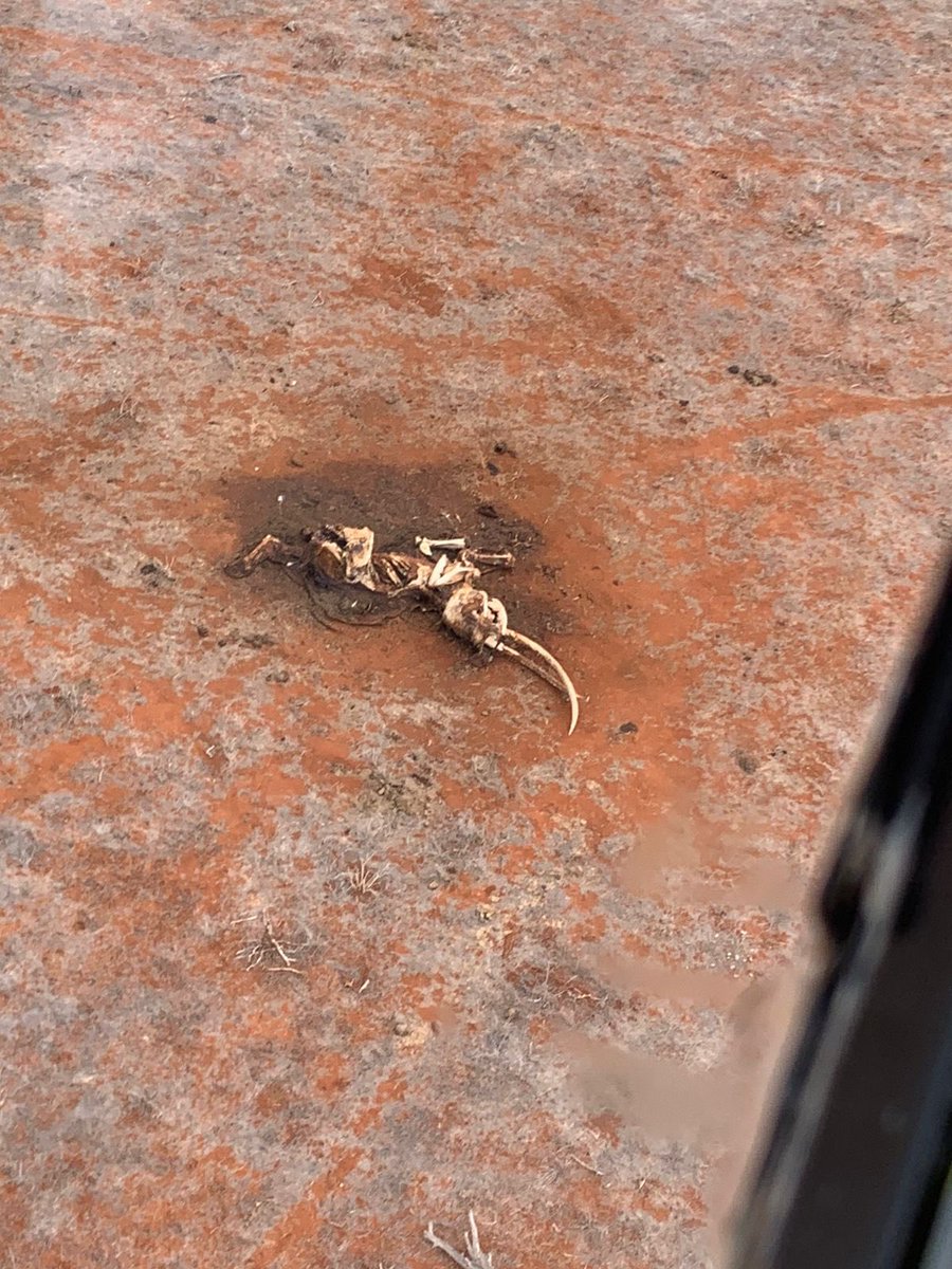 A matriach has rested 🐘

We are saddened by the death of Dida who was possibly Africa’s largest female Tusker and a Matriarch residing in <a href="/KWSTsavoEast/">KWS Tsavo East National Park</a> National Park. She died from natural causes due to old age having lived a full life to about 60-65 years old.