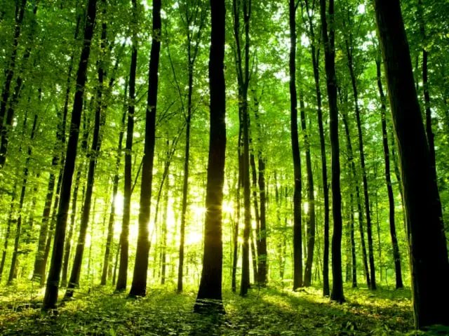 takeback2morrow's tweet photo. Even the trees are trying to do their bit. What are humans doing?
#tgfp #goodfutureproject
https://t.co/llJCaPPNvc https://t.co/RwDuuqITDQ