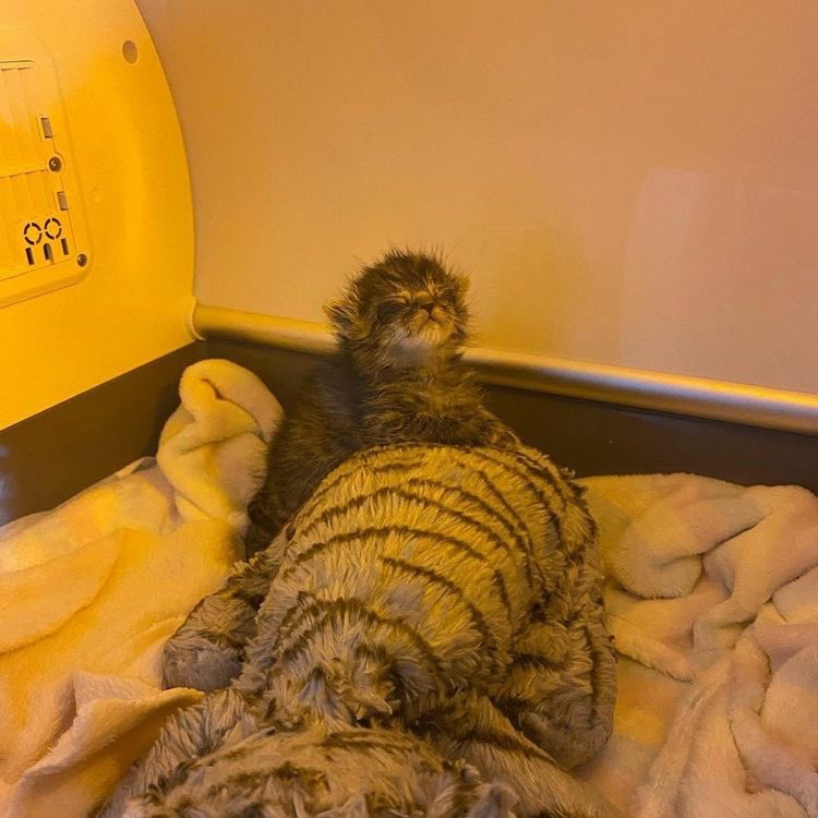 Cat Dealer on Twitter