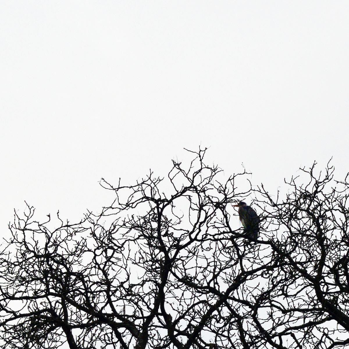 magdalenoxford's tweet photo. #grumpyheron has found the best place to be grumpy https://t.co/IUIrhVxBJG