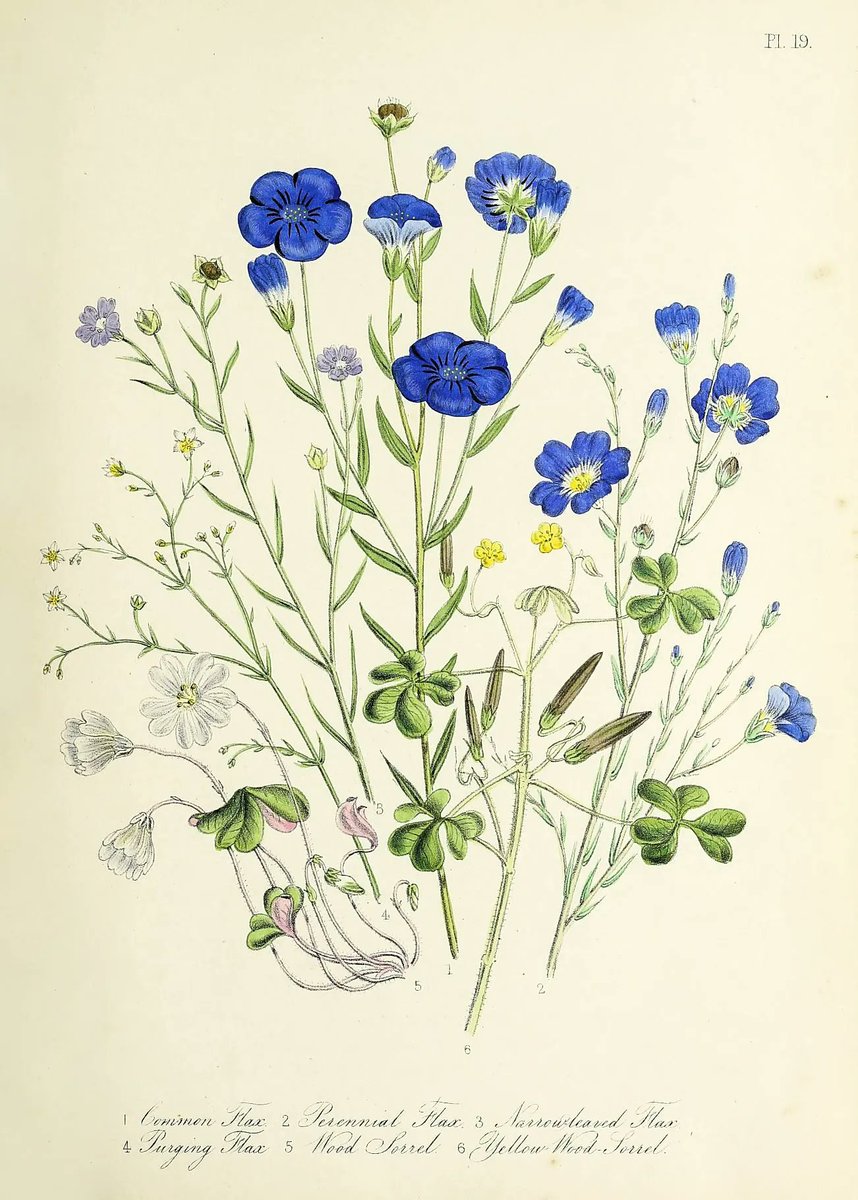 VenetiaJane's tweet photo. Legend tells that the Norse goddess Frigg gave a poor farmer a posy of flax with some seed, promising he would live and prosper until the blooms faded. When he was very old they began to wilt so he journeyed to Frigg’s mountain home and stayed with her evermore. #FairytaleTuesday https://t.co/wamWhJHWsv
