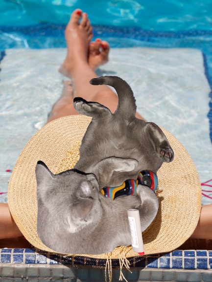 Bud Cat Fever instagram.com/budcatfever/ #CatsOnTwitter #catsofinstagram #MARYJANE