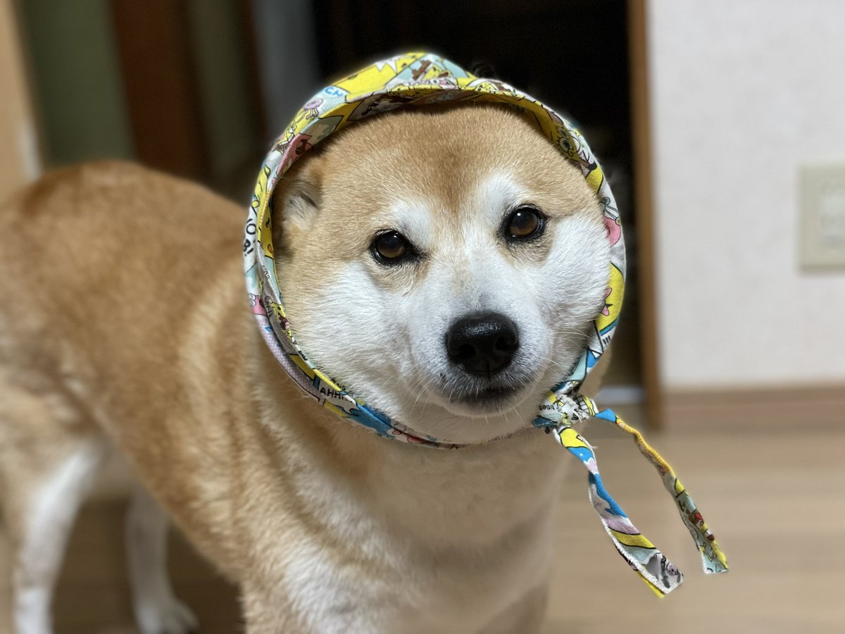 bumper405's tweet photo. 11月1日は犬の日です🐶
我が家のお犬様✨
 #犬の日 https://t.co/zsoYU0QS8N