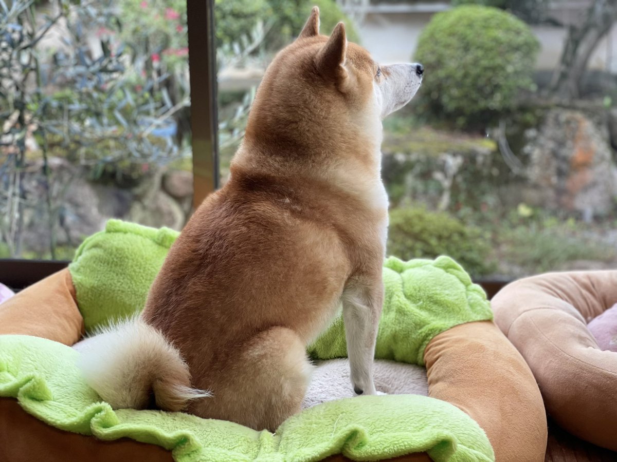 bumper405's tweet photo. 11月1日は犬の日です🐶
我が家のお犬様✨
 #犬の日 https://t.co/zsoYU0QS8N