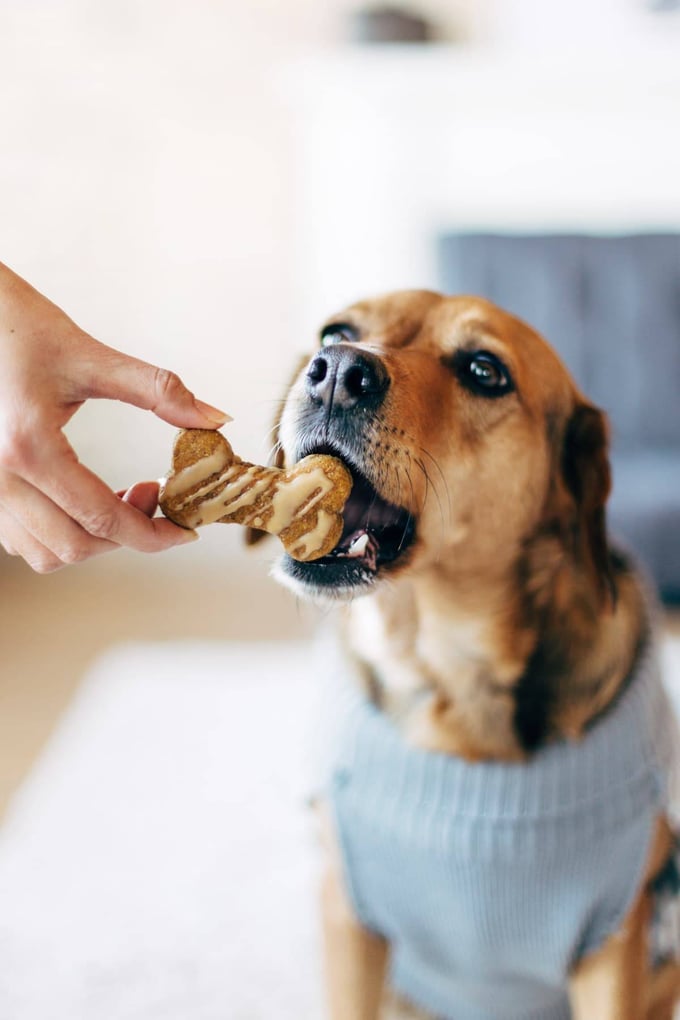 It's National Cook For Your Pets Day!
Check out some yummy pumpkin inspired recipes below:
puppyleaks.com/pumpkin-dog-tr…
#pumkins #dogtreats #nationalcookforyourpetday #homemade