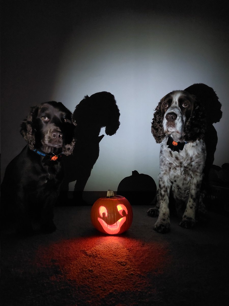 Couldn't resist sharing my spooky bois from last night