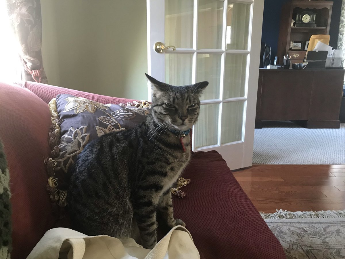 occolla's tweet image. Reason #1 why I’m excited for Thanksgiving. @catallocco