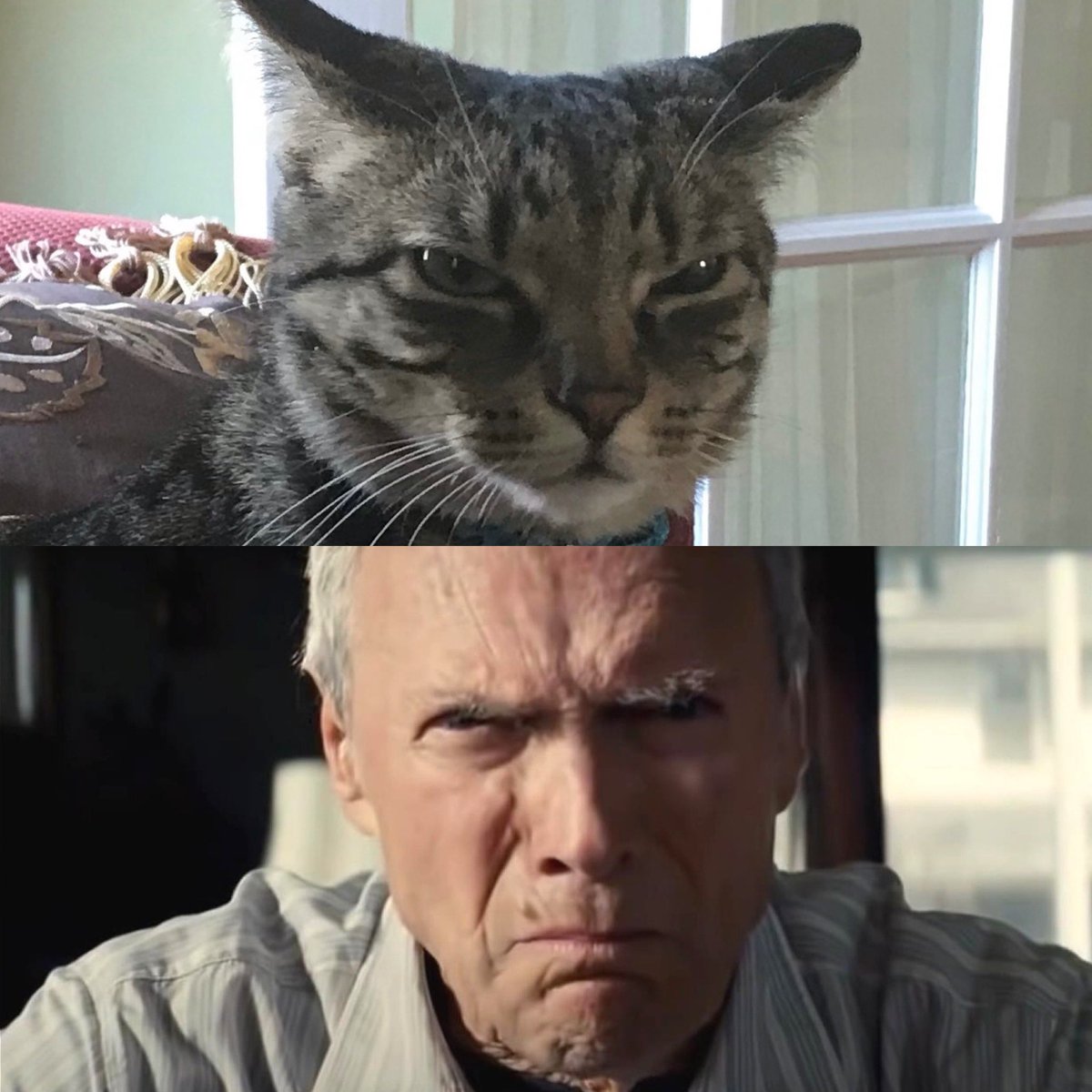 occolla's tweet image. Reason #1 why I’m excited for Thanksgiving. @catallocco