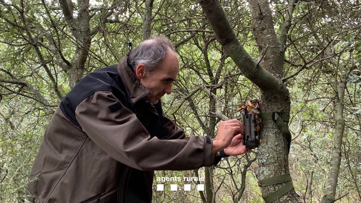agentsruralscat's tweet photo. 🎙️ Gabriel Lampreave a @porfin: "Quan hi ha incidis d'un possible atac d'un llop i s'activa el protocol de comprovació de danys a la fauna protegida, en fem un peritatge per confirmar-ne la presència".

⏪ Recupera l'entrevista a partir de l'1:48:09 👇
https://t.co/SNk87GNSyR https://t.co/pV5jRjiVtI