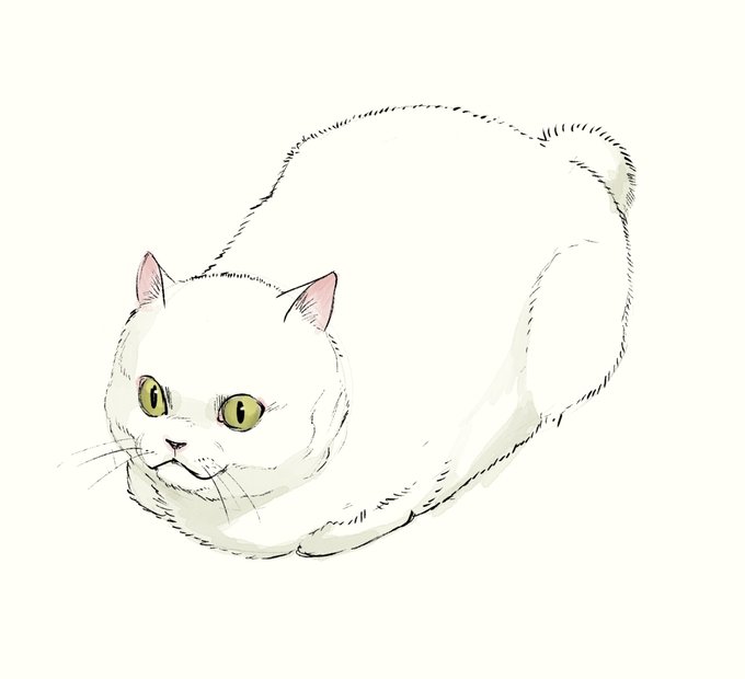 「白い猫」のTwitter画像/イラスト(新着｜RT&Fav:50)｜17ページ目