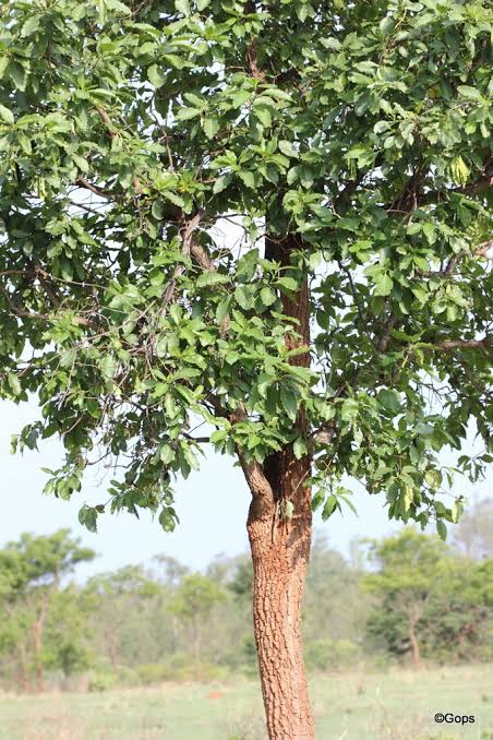 MyNa_Writes_'s tweet image. மைனாவும் மஞ்சனத்தியும்

மைனாவை பற்றி நம்மில் பலபேர் அறிந்திருப்போம். ஆனால் மஞ்சனத்தி மரத்தை பற்றி நம்மில் பெரும்பாலானோர் அறிந்திருக்க வாய்ப்பில்லை. 
மனித வாழ்வுக்கு மிக அவசியமான பறவை மைனா பறவை இனம். இதில் பயன் அடைவோர் பெரும்பாலும் விவசாயிகளே. காரணம் மைனா பறவை தன் உணவுக்காக

1/n