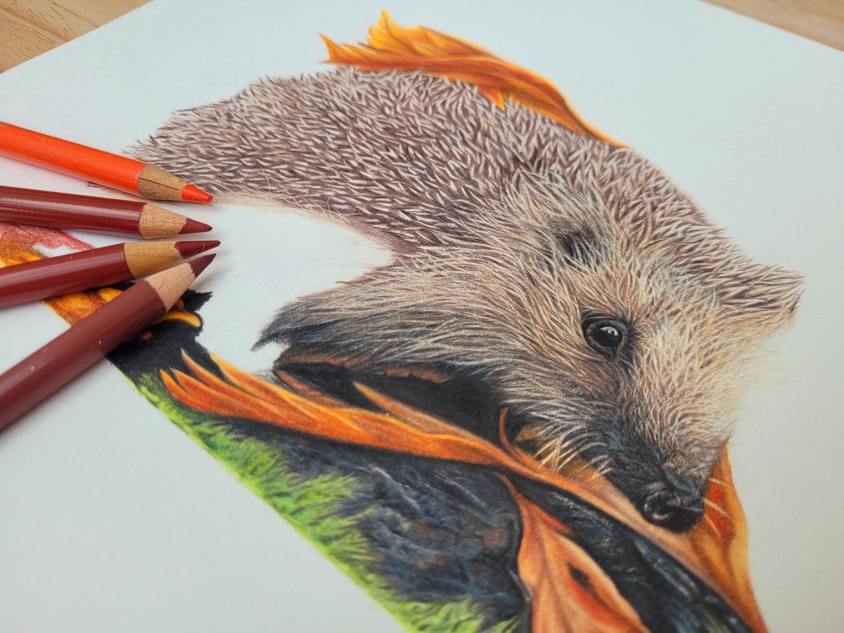Some more progress on my little hedgehog. As much as I love the big projects there is something about working on a small piece of work that is very satisfying. #fabercastellpolychromospencils #hedgehogart #wildlifeart #artist #progressart