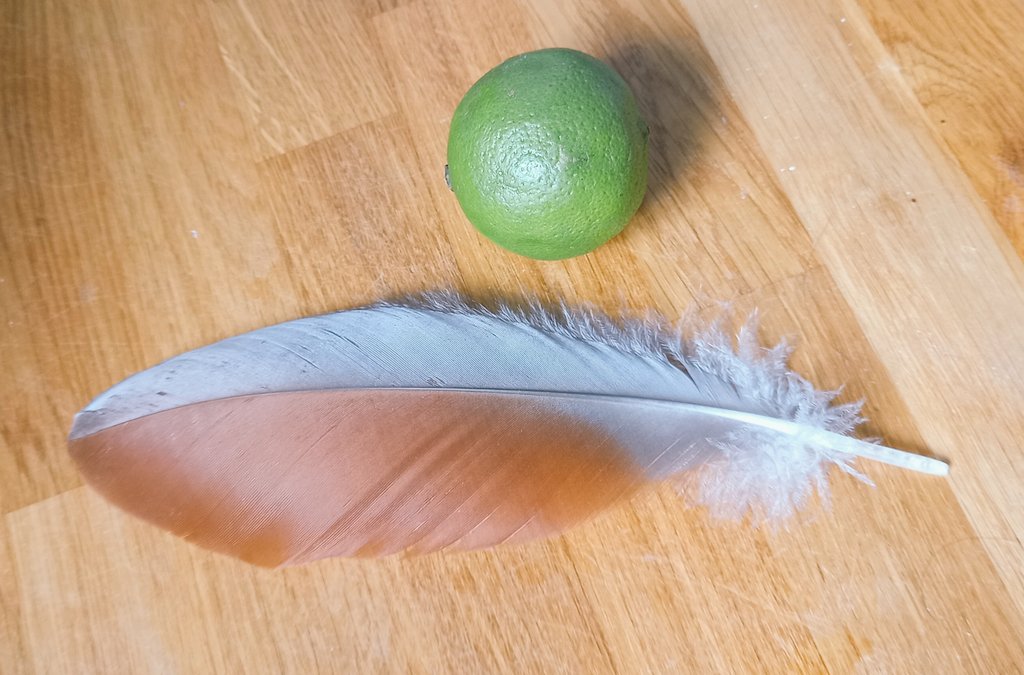 BacktoBirding's tweet photo. Guess the feather! Hint: Thorpeness near Slaughden in Suffolk, not the alpine accentor 😮 (lime for scale, and G&amp;T later) #BirdsSeenIn2022 @SuffolkAONB @SuffolkBirdGrp https://t.co/M9r4ytzySr