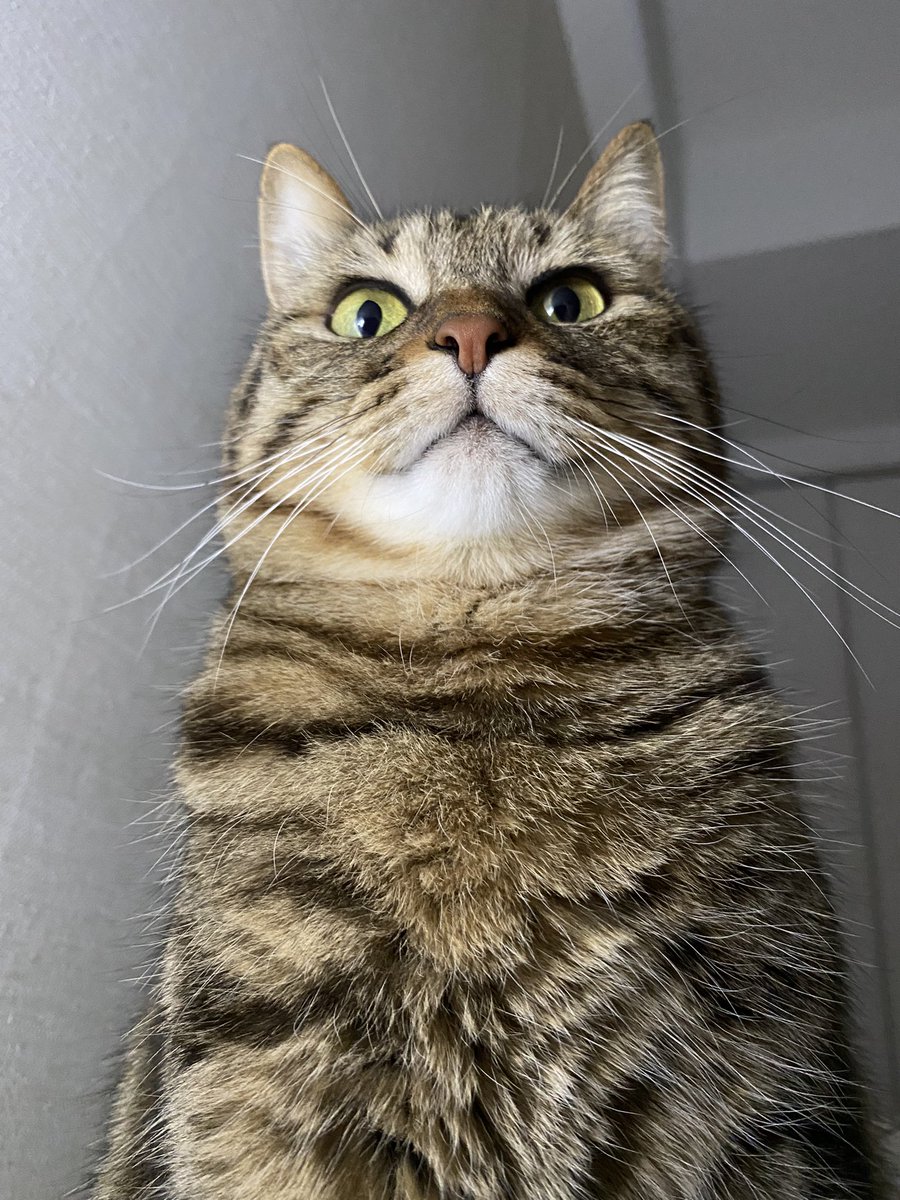 kl_qnt's tweet photo. 今��の猫
朝起きるとこんな感じで隣にいる https://t.co/v9aUguQjTS