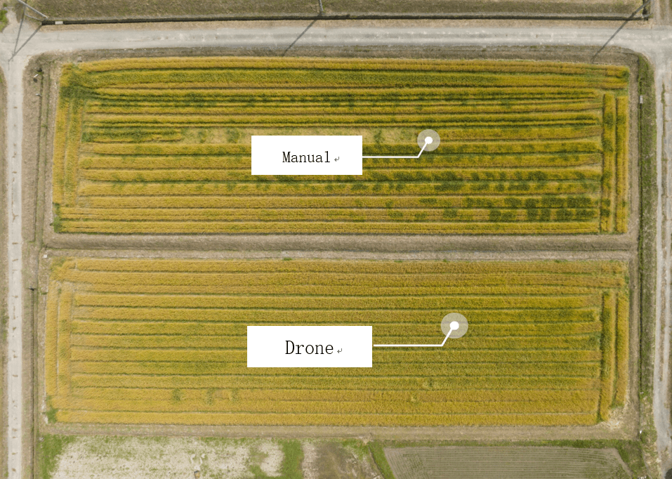 DJIAgriculture's tweet photo. A fertilizer spread competition between DJI T30 agricultural drone and five workers took place in Kagawa Prefecture, top-ranking wheat flour production area in Japan. Who's the winner?

Know more👉https://t.co/rdTvXdaL9c
#T30 #DJIAgrasCaseStudy https://t.co/9vwiC7SJIa