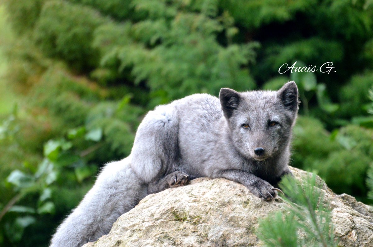 _AnaisPhoto's tweet photo. Un petit renard polaire 🦊

📍 Parc zoologique de Cerza, Calvados, Normandie 

#renard #renardpolaire #zoo #animal #photography #Photographie #fox #polarfox https://t.co/TMZeNsNSNy