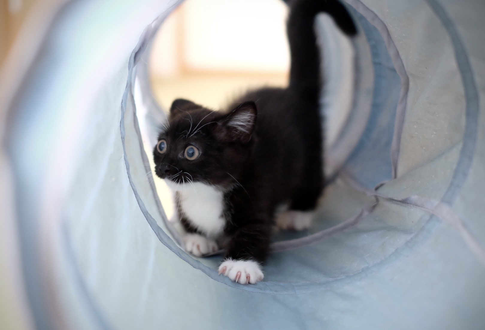 うに ねこ休み展 Unicouniuni3 Twitter