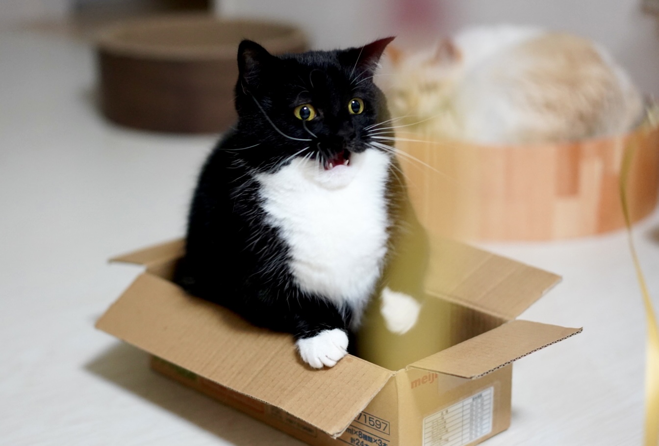うに ねこ休み展 Unicouniuni3 Twitter
