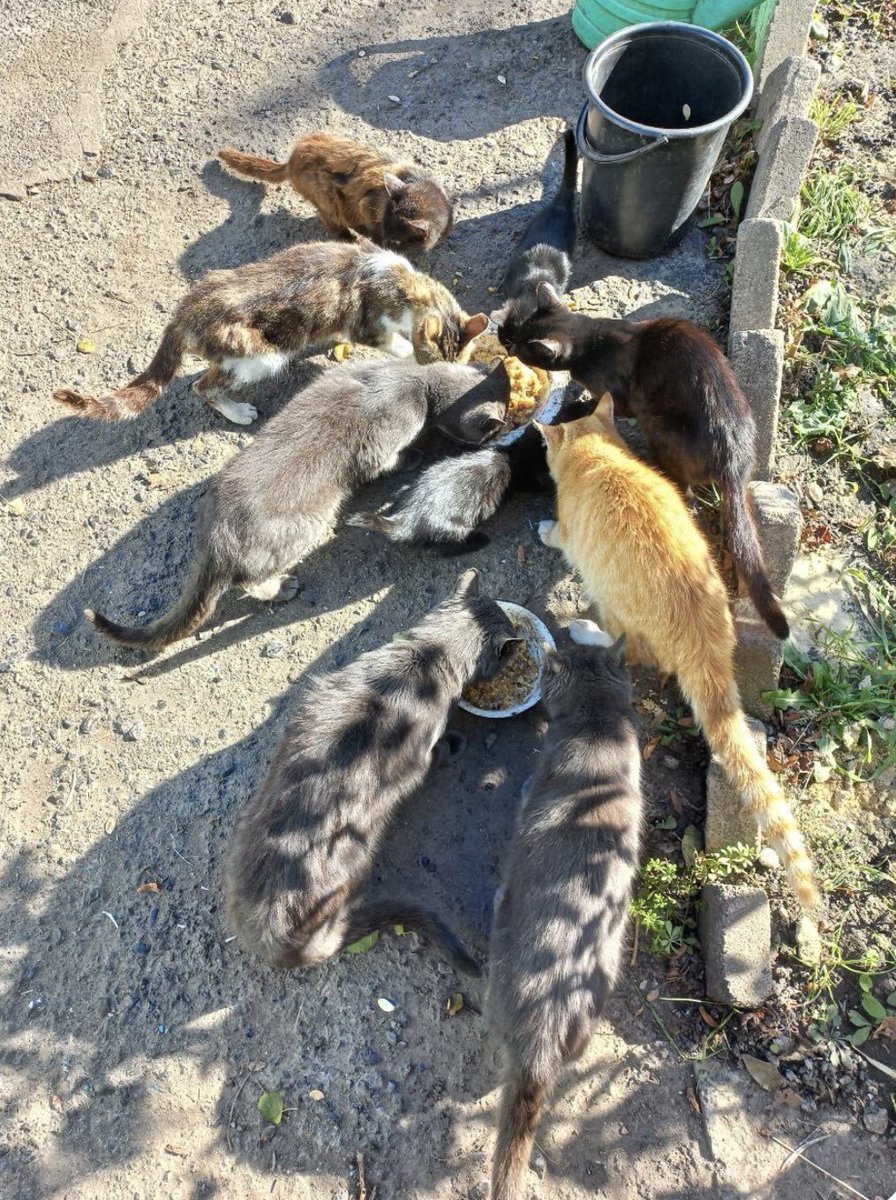 🇺🇸🇺🇦🏳️‍🌈🏴󠁧󠁢󠁷󠁬󠁳󠁿Fight Covid🌙 on Twitter "RT UAarmy_animals Wherever I