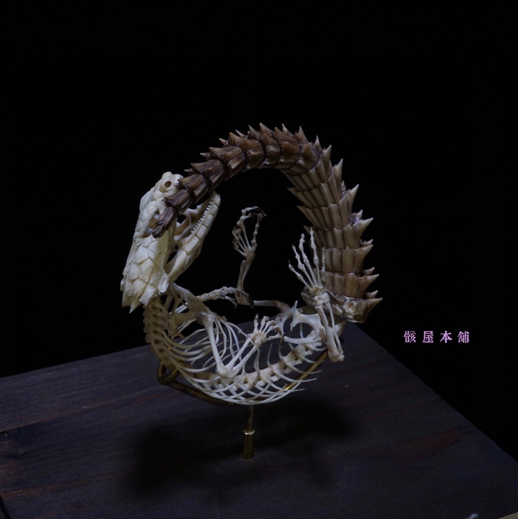 e*0様 アルマジロ剥製 e*0様 アルマジロ剥製