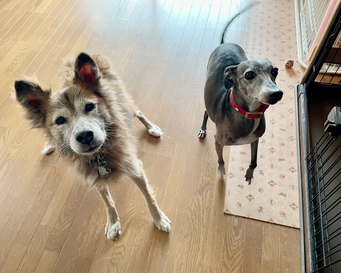 Twitterのコスプレ画像4