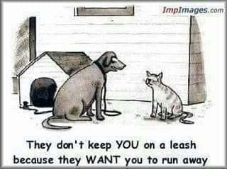 MyBackYardBirds's tweet photo. @____B_S____ He seems nice enough. But some Dogs are like this one. https://t.co/SfkxHQ0Zo0