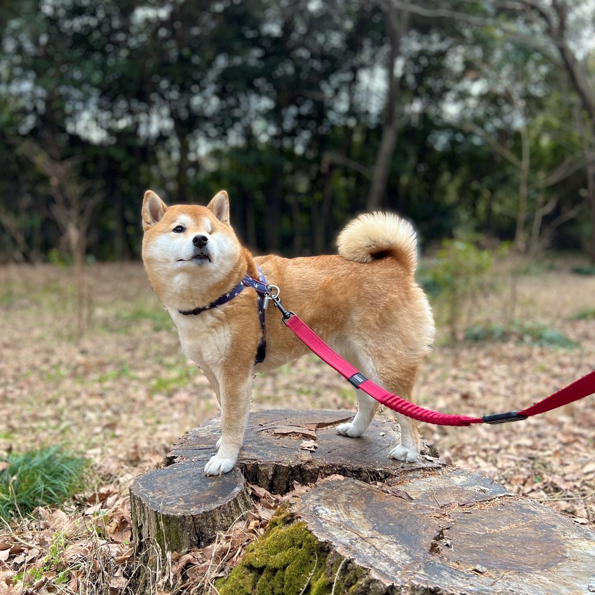 ワンワンワンで犬の日ですよ！ 
むーちゃん、元気にしてますよ🐕
#犬の日