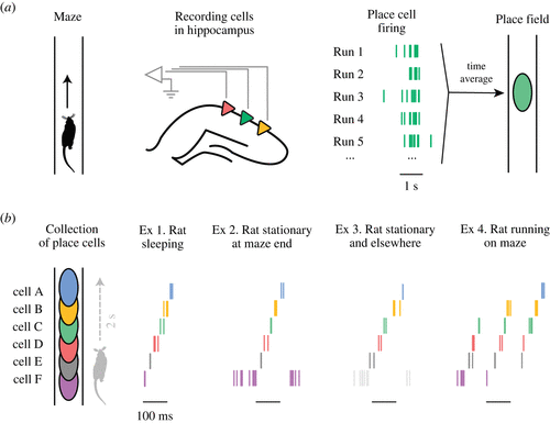 New Clues To Alzheimers Representational Drift Of Hippocampal Neurons Alters Spatial Memory In Mice - t6oqu90